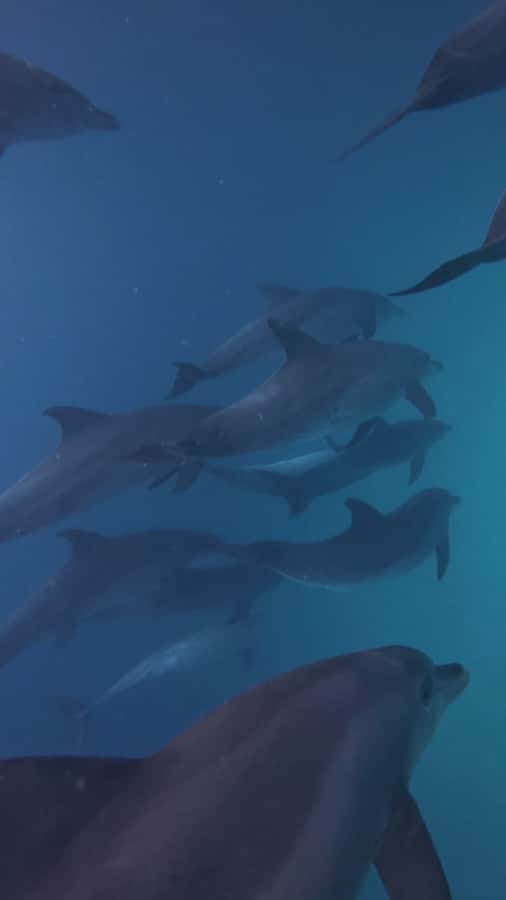 Mnemba Island: Dolphin Swim & Snorkeling with Optional Lunch - Who should choose this tour?