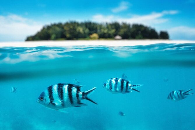 Mnemba Island Half Day Live Aquarium With Transfer - Zanzibar - Is $46 good value?