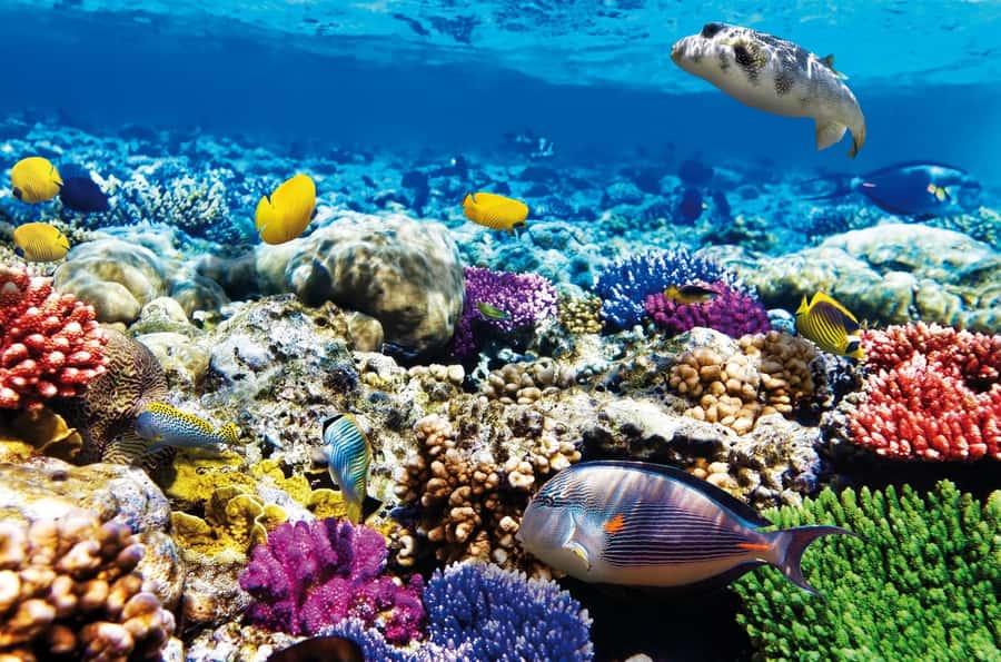 Mnemba Island, Jozani Forest, Starfish Adventure, The Rock - Jozani Forest and Zanzibar’s red colobus monkeys