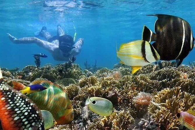 Mnemba Island Marine Safari Snorkeling and Dolphin Watching - What this Mnemba morning is really about