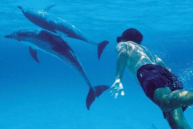 Mnemba Island Marine Safari Snorkeling and Dolphin Watching - Mnemba Island brings the dolphin encounter