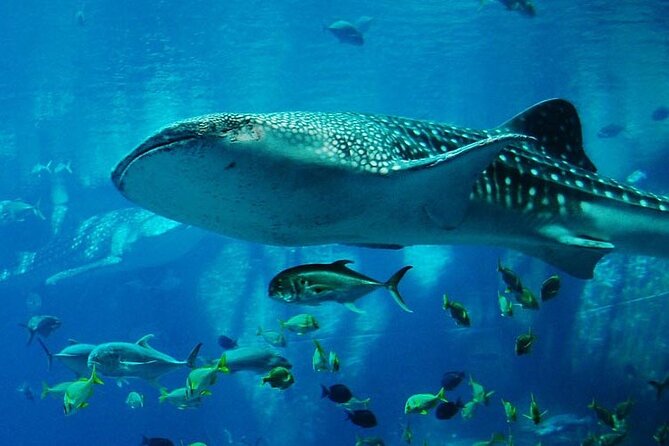 Mnemba Island Marine Safari Snorkeling and Dolphin Watching - Mnemba’s reef is the main snorkeling stop