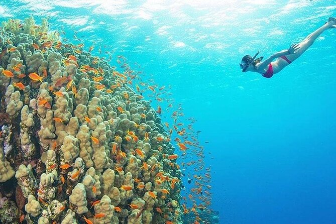 Mnemba Island, Nungwi Village & Sea Turtle Experience - The seven-hour question
