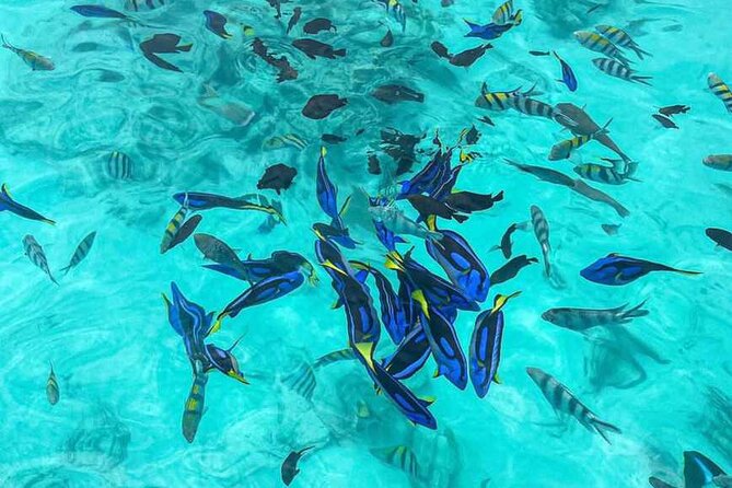 Mnemba Island Snorkeling and Dolphin tour - The sandbank and the slower part of the day