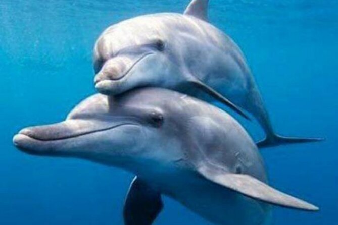 Mnemba Island Snorkeling and Dolphin tour - Who will get the most from this tour