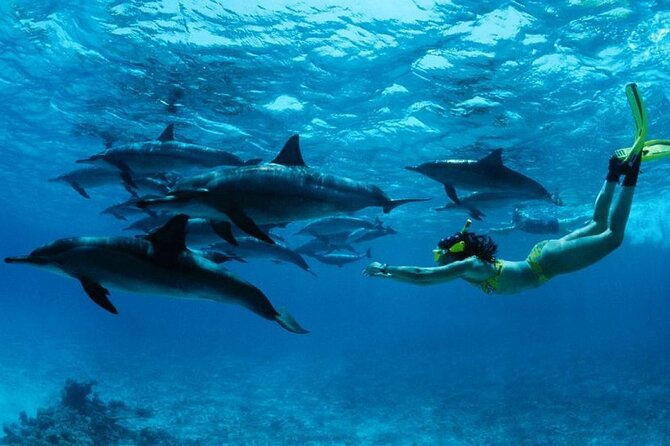 Mnemba Island snorkeling and Swimming with Dolphin - What the Mnemba morning actually delivers