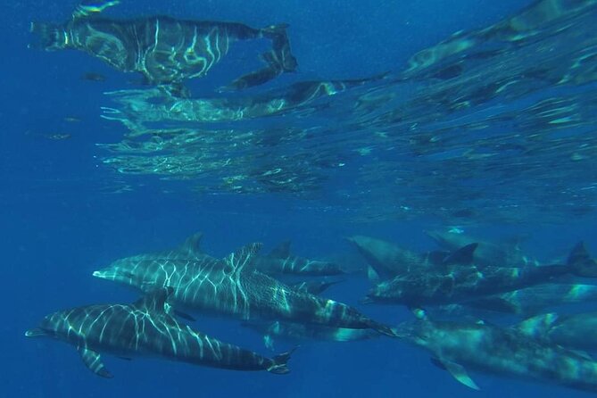 Mnemba Island snorkeling and Swimming with Dolphin - Who should book this Zanzibar boat trip
