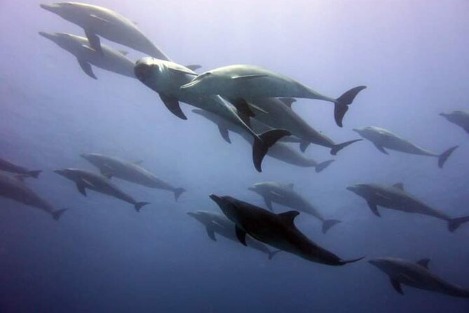 Mnemba Island snorkeling and Swimming with Dolphin - The dolphin point: thrilling, uncertain, and worth a careful approach