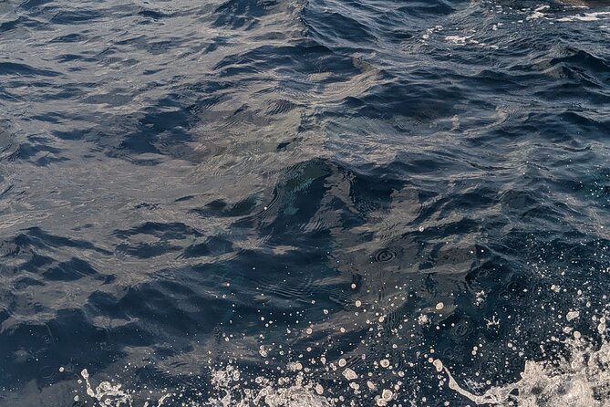 Mnemba Island Snorkeling and Swimming with Dolphins - How the $65 price measures up