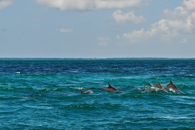 Mnemba Island Snorkeling and Swimming with Dolphins - Practical questions to settle before you go