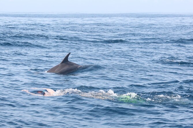 Mnemba Island Snorkeling and Swimming with Dolphins - Snorkeling around Mnemba’s reef