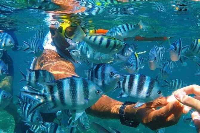 Mnemba island snorkeling tour - Marine life and the coral reef setting