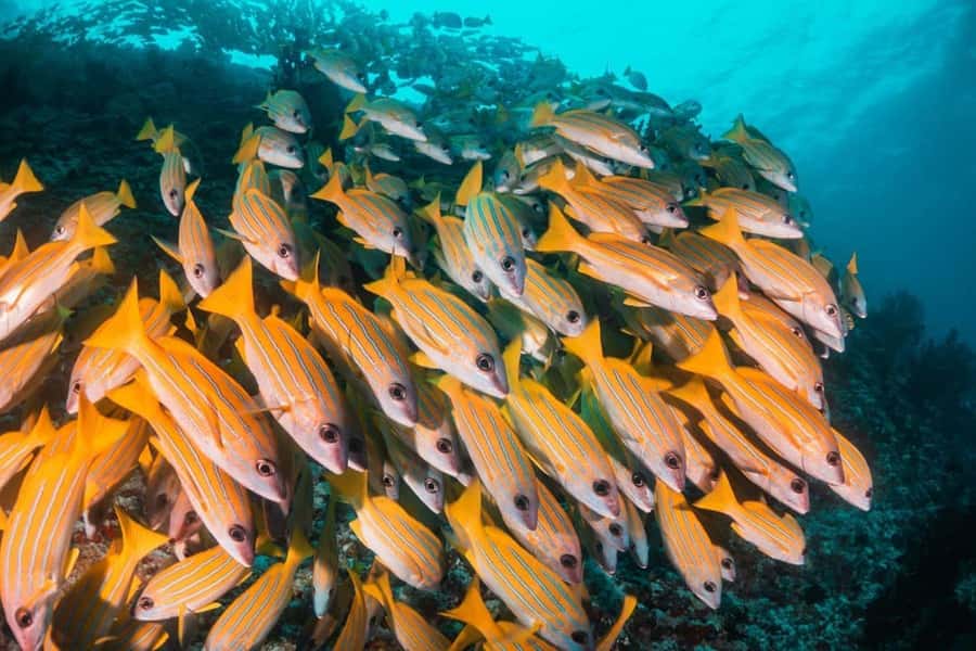 Mnemba Island, The Island Pongwe, Blue Lagoon Tour, The Rock - Swimming and snorkeling around Blue Lagoon