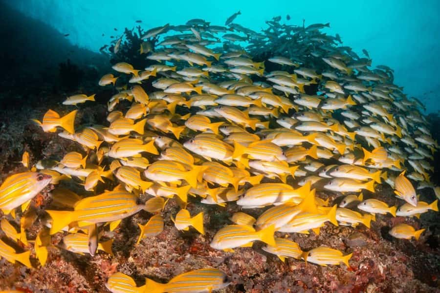 Mnemba Island, Turtle Tour, Kuza Cave, The Rock - A full Zanzibar day built around the sea