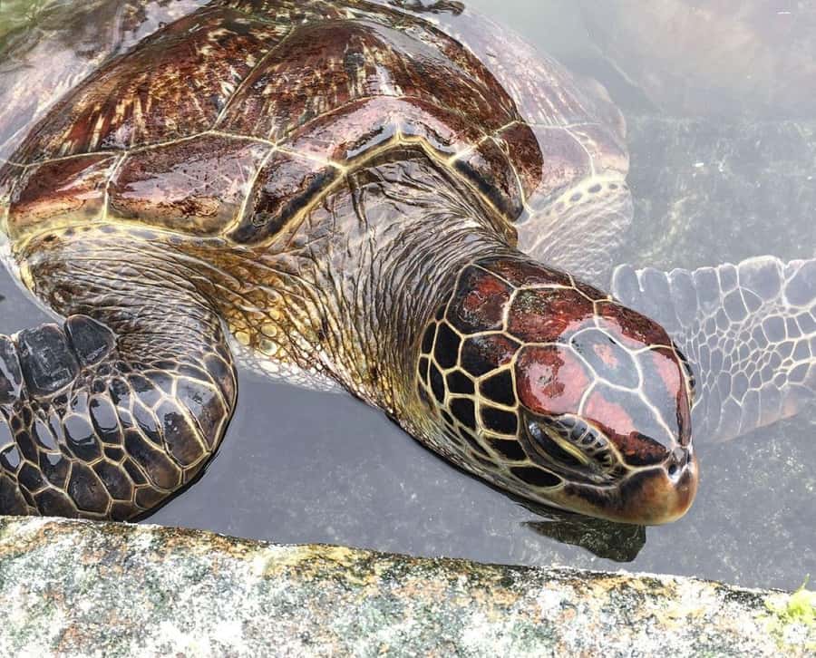 Mnemba Island, Turtle Tour, Kuza Cave, The Rock - Baraka Natural Aquarium and the turtle swim