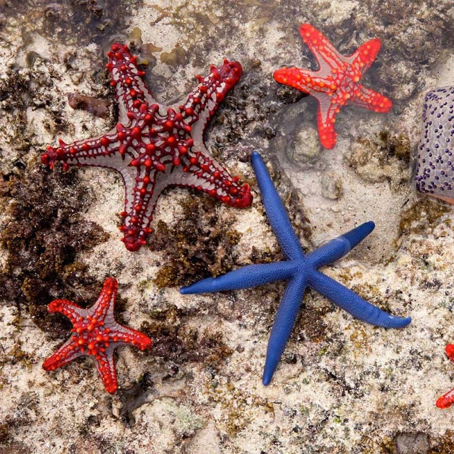 Mnemba Island, Turtle Tour, Kuza Cave, The Rock - What the private format is worth at $160