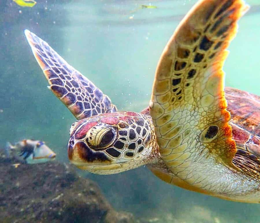 Mnemba Island, Turtle Tour, Kuza Cave, The Rock - Mnemba Atoll: snorkeling, dolphins, and a shallow sandbank