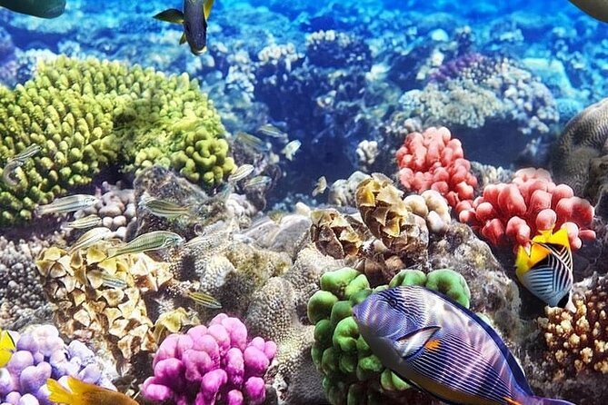 Mnemba Island with Lunch; Salaam Cave; Kuza Cave Tour; The Rock - Salaam Cave and close contact with turtles