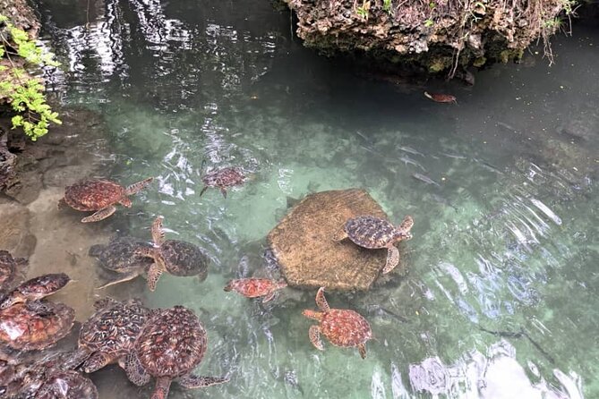 Mnemba Snorkeling, Dolphin and Baraka Natural Aquarium - The Sandbank That May Appear With the Tide
