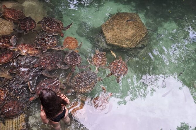 Mnemba Snorkeling, Dolphin and Baraka Natural Aquarium - Green Turtles at Baraka Natural Aquarium
