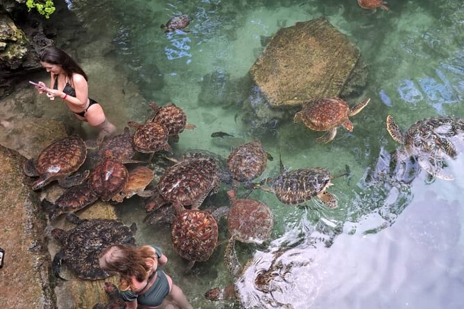 Mnemba Snorkeling, Dolphin and Baraka Natural Aquarium - What the Guides Add to the Day