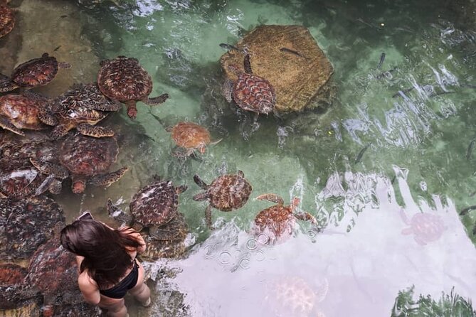 Mnemba Snorkeling, Dolphin and Baraka Natural Aquarium - Is the $75 Price Fair?
