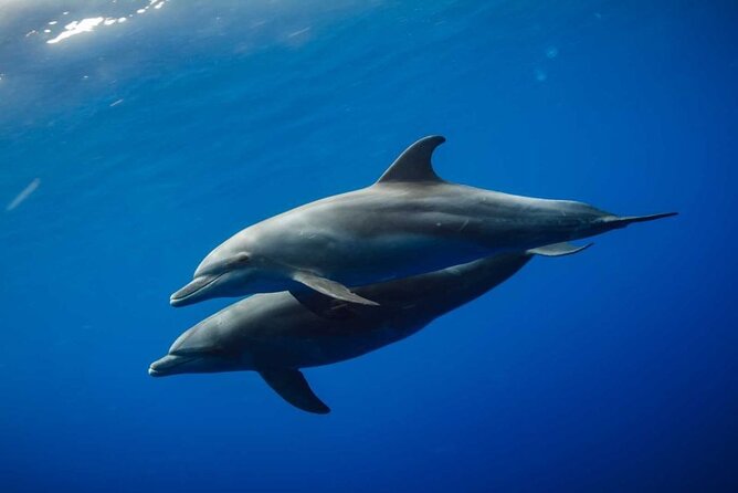 Mnemba Snorkeling, Dolphin and Baraka Natural Aquarium - Who Will Get the Most From This Outing?