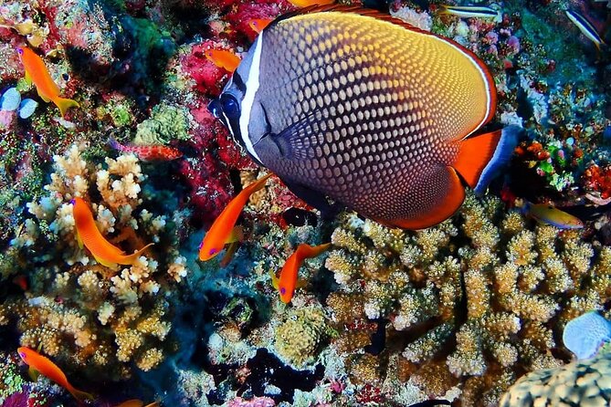 Mnemba Snorkeling, Kuza Cave, Blue Lagoon, Starfish Tour, The Rock Restaurant - What this Zanzibar day is really like