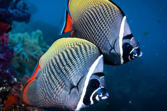 Mnemba Snorkeling, Kuza Cave, Blue Lagoon, Starfish Tour, The Rock Restaurant - Lunch at The Rock Restaurant