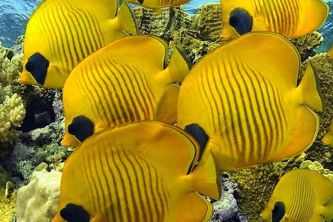 Mnemba Snorkeling, Kuza Cave, Blue Lagoon, Starfish Tour, The Rock Restaurant - Private transport and guide service
