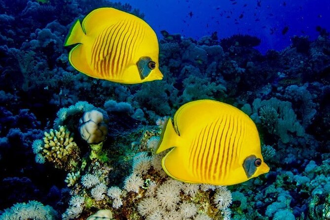 Mnemba Snorkeling; Kuza Cave; Paje Beach; The Rock; Salaam Cave - Mnemba atoll: dolphins, coral, and open water