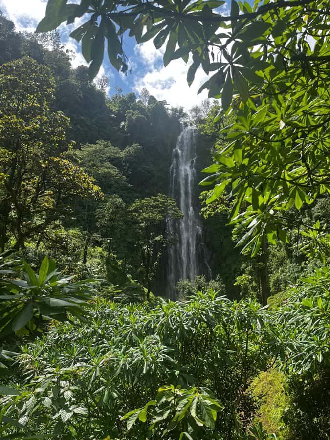 Moshi: A Day Tour To Materuni Waterfall - The trail to Materuni Waterfall