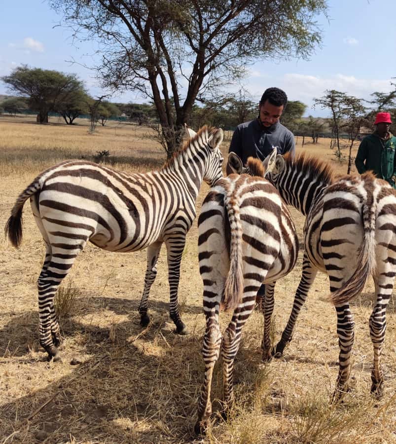 Moshi: Serval Wildlife Tour with food and drinks - Key points to know before booking