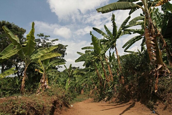 Mount Kilimanjaro Day Hike Through Marangu Route to Mandara Hut - Key points at a glance