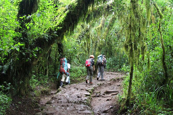 Mount Kilimanjaro Day Hike Through Marangu Route to Mandara Hut - What the $265 price really covers