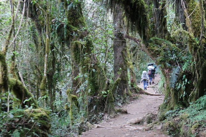 Mount Kilimanjaro Day Hike - The descent to Marangu Gate