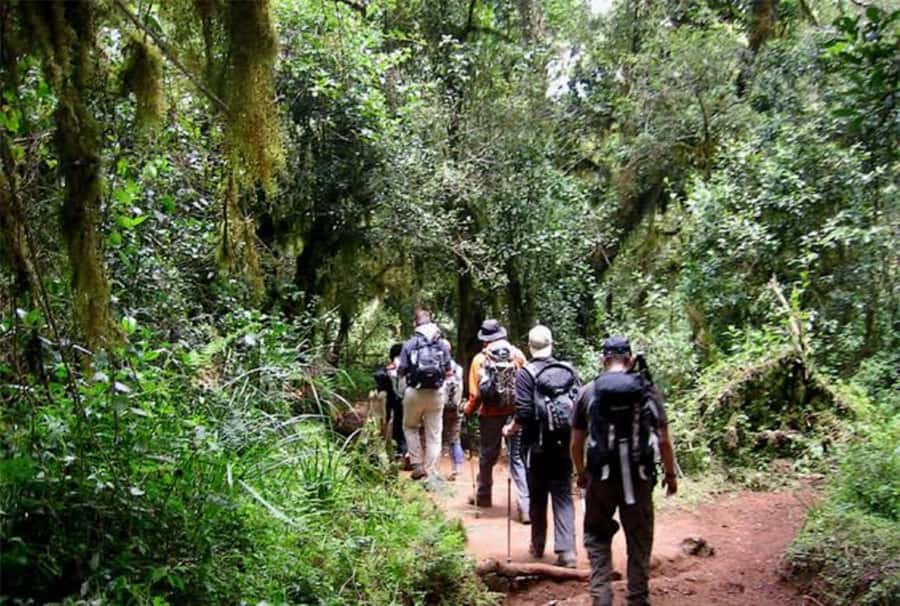 Mount Kilimanjaro National Park Day Trip - What this Kilimanjaro day trip really offers