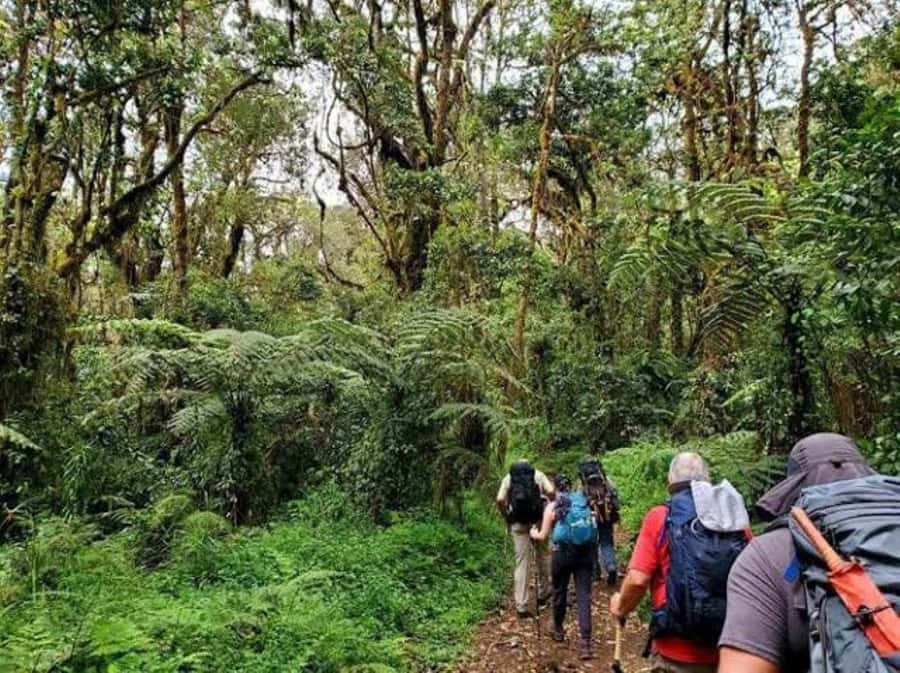 Mount Kilimanjaro National Park Day Trip - The rainforest walk and its wildlife
