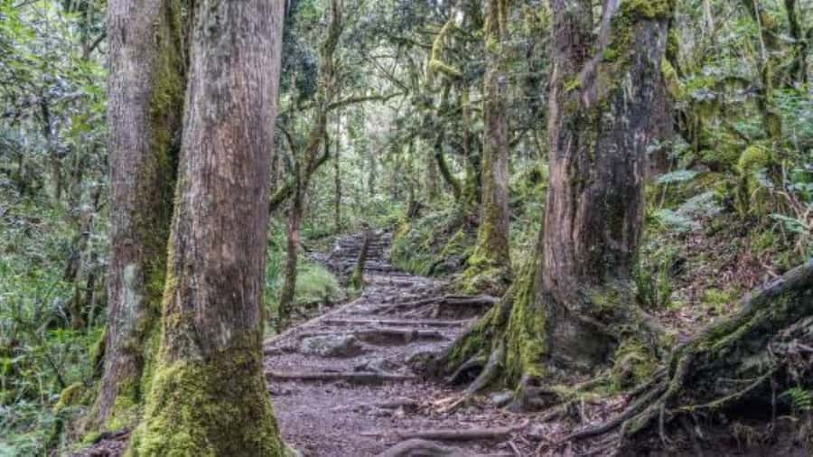 Mount Kilimanjaro National Park Day Trip - Maundi Crater and the big views