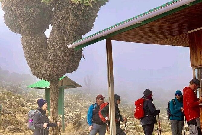 Mountain Kilimanjaro Climbing 7 Days Machame Route - Day 1: Machame Gate and the wet rainforest