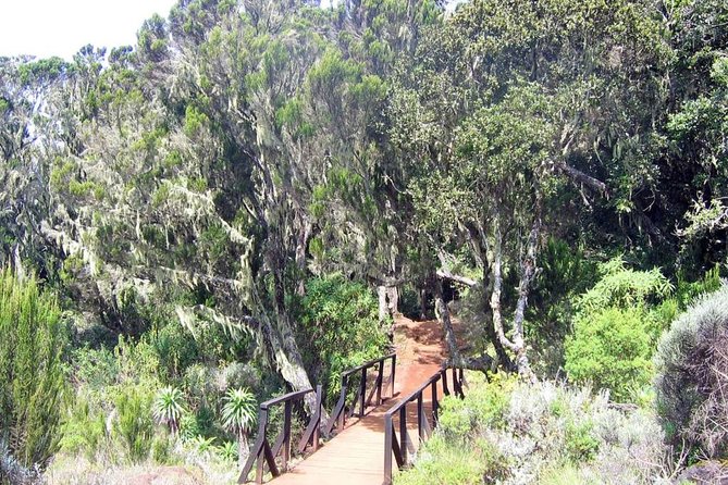 Mt Kilimanjaro Day Hike - The climb to Mandara Hut at 2,743 meters