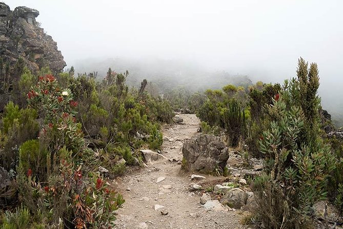 Mt.kilimanjaro-machame Route - Day 2: Shira Camp and the First Altitude Test