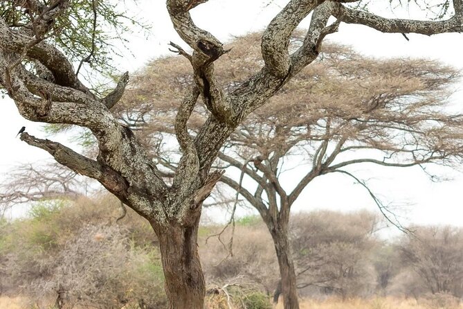 Multi-Day Camping Safari Experience in Arusha - Why Ndutu is the heart of this safari