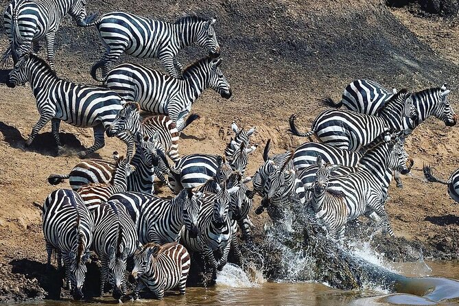 Multi-Day Camping Safari Experience in Arusha - Day 3: A full Ndutu game drive during calving season