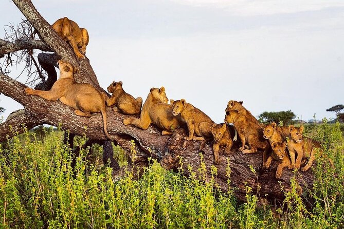 Multi-Day Camping Safari Experience in Arusha - Day 6: Lake Manyara’s Rift Valley setting