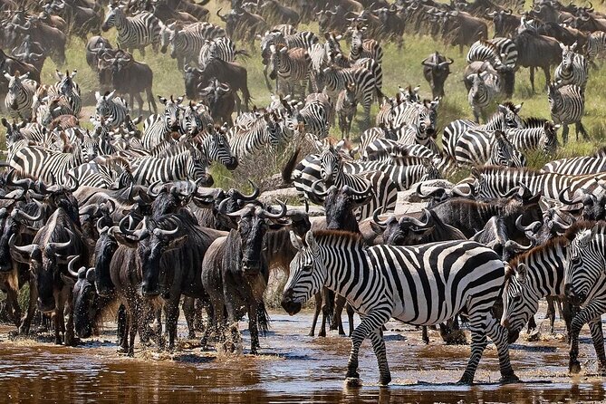 Multi-Day Camping Safari Experience in Arusha - What the $1,496 price includes