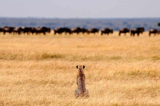 Multi-Day Camping Safari Experience in Arusha - Day 1: Tarangire’s elephants and baobab trees