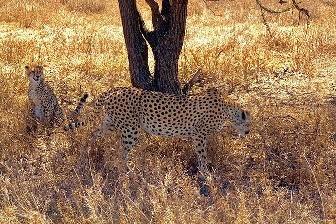 Multi-Day Tanzania Odssey Safari from Arusha - Why this seven-day route works