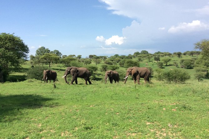 Multi-Day Tanzania Odssey Safari from Arusha - Northern Serengeti and the Mara River