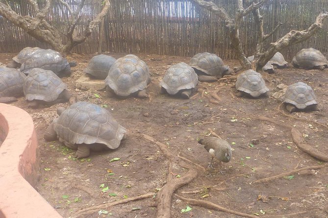 Nakupenda Beach Day Tour in Zanzibar - Transport and group size
